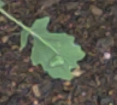 mini-3-raw.png